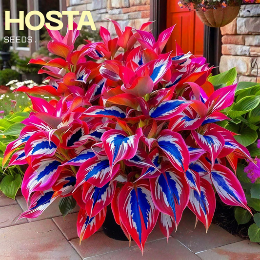 Flame Hosta Seeds + 100 grams Organic Pot mix Free.